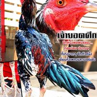 ไร่สวัสดี2  ก๋อยง่อน บุรีรัมย์