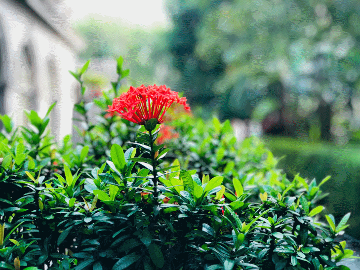 iPhone Xs Max 景深光圈調整實測，是不是真的媲美專業相機的光圈變化呢？