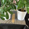 🍀双極性障害、メンタル お話し部屋🍀*゜