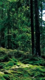 第1回しそうの森モルックフェスタ