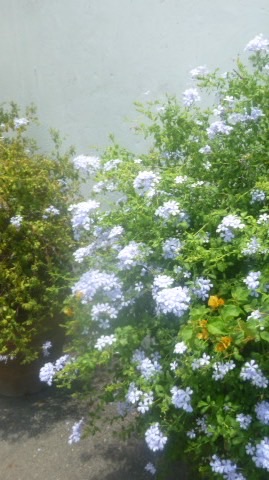 2/23-2/28韓國代購🇰🇷