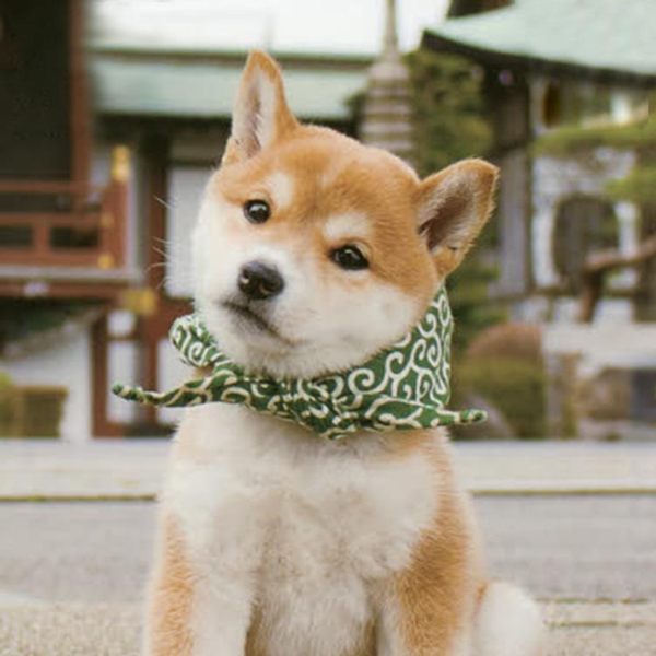 貓咪離家出走包袱賣萌枕頭柴犬秋田唐草圍巾搞怪狗狗造型手工項圈 創時代3C館