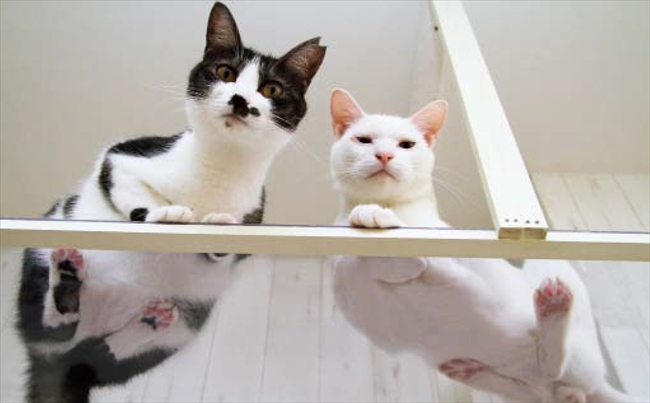 貓金玉攝影師新作 貓肉球合集 Line購物