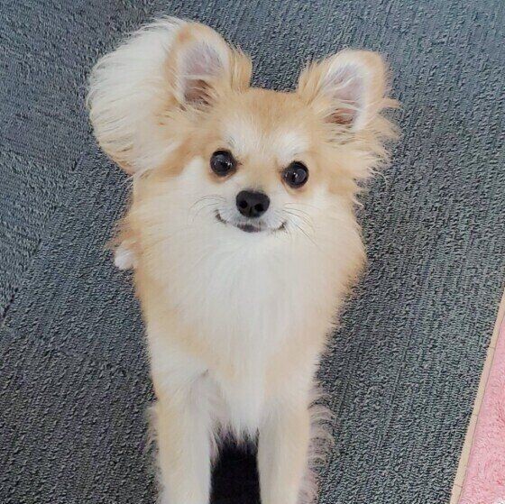 犬が喜ぶ 話し方のコツ とは 今すぐ実践できる簡単なポイントも 獣医師解説 いぬのきもちnews