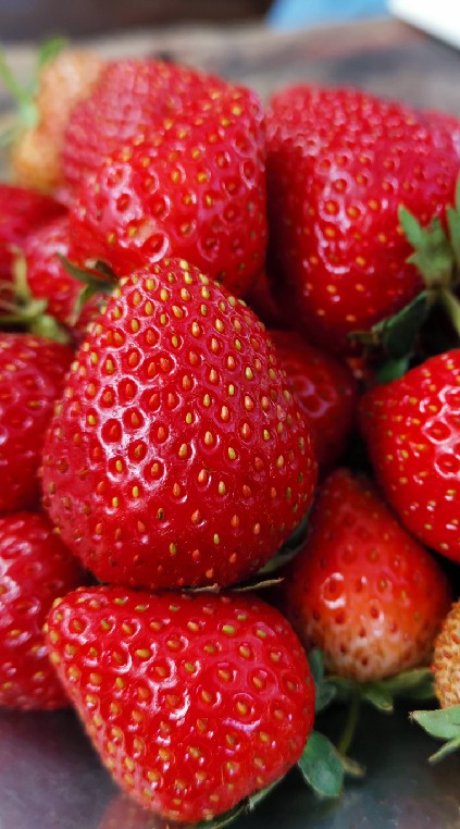 World Strawberry Festival 2021