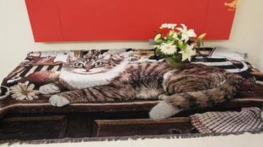 打造有貓咪陪伴的家！