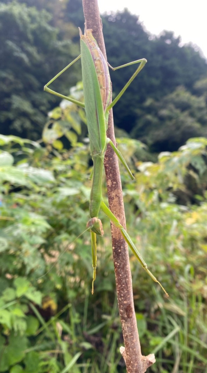 カマキリ好き入って〜