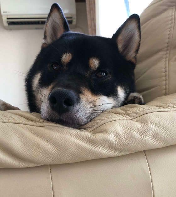 獣医師監修 夏に多い犬の4つの病気とは