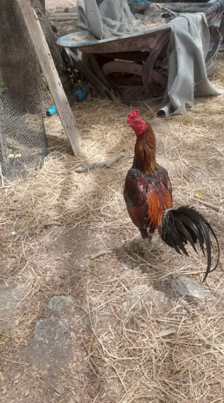ไก่ชน​ ช.ชัย​พร​ฟาร์ม​
