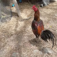 ไก่ชน​ ช.ชัย​พร​ฟาร์ม​