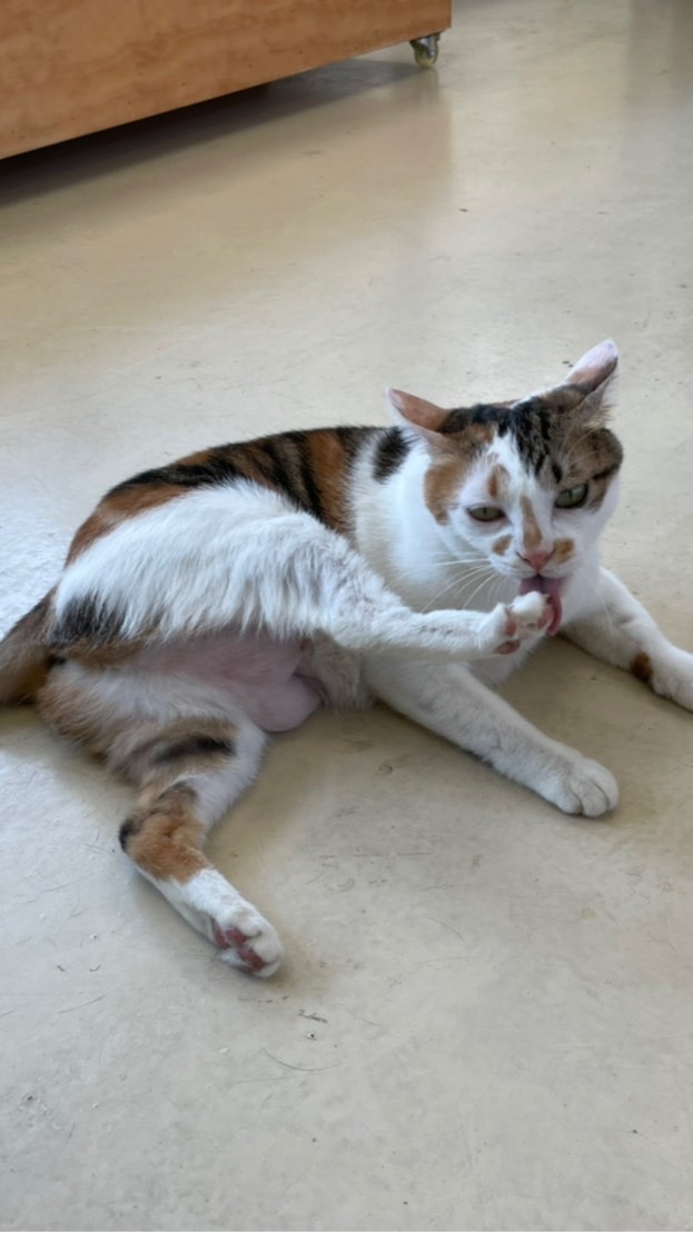 胖芙