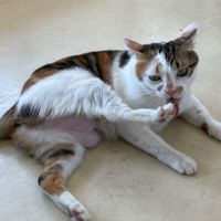 胖芙
