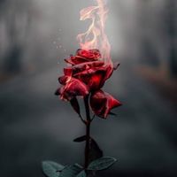 Oasis Network - Rose