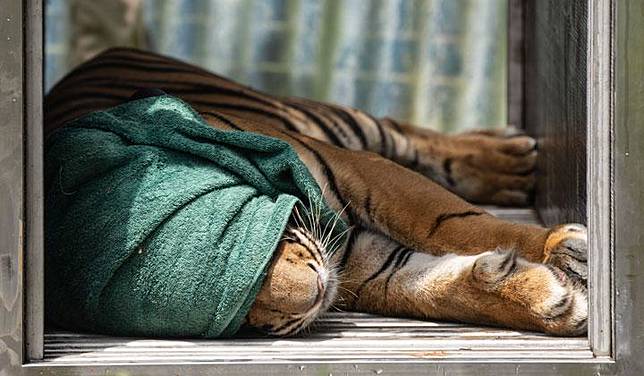 Activists Want Task Force To Address Humans Tigers Conflicts