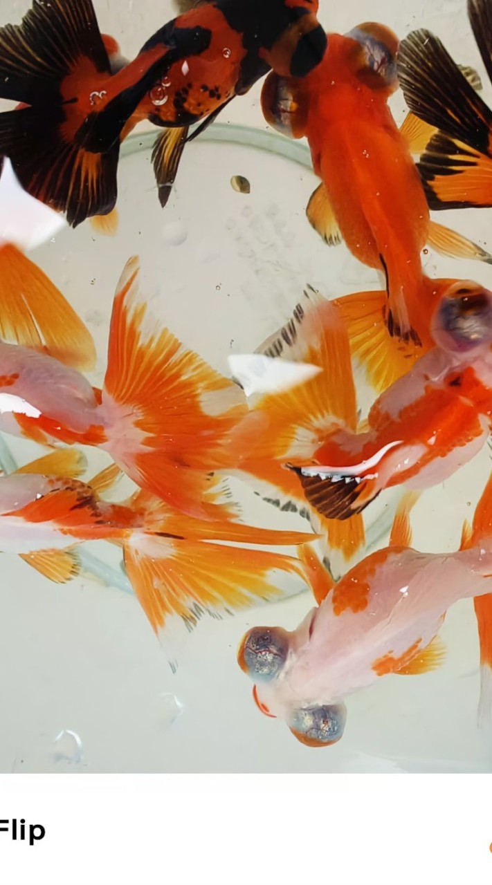 水族買賣