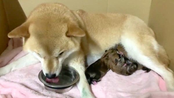 そそう や はみ出し 犬のトイレの失敗をなくす方法