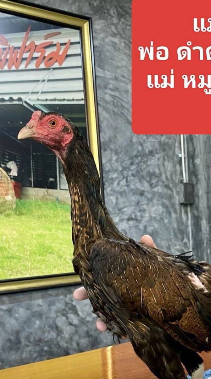 ซุ้มเพชรศักดาไก่ชน🐓