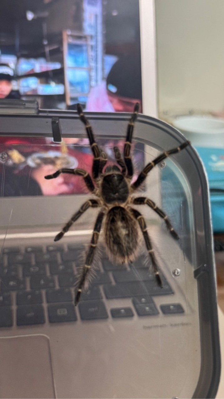 🦎爬🕷️蟲🦂分🐍享🐜社🐢