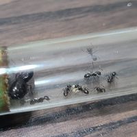 螞蟻小家族