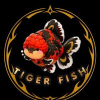 🐯虎嘯精品金魚坊