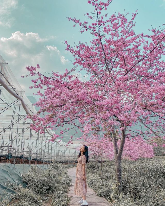 2021賞櫻景點｜南投賞櫻｜南投草坪頭｜草坪頭櫻花｜賞櫻景點推薦｜南投賞櫻景點