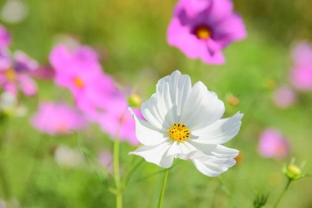 ▲圖片來源：關渡秘境花海fb