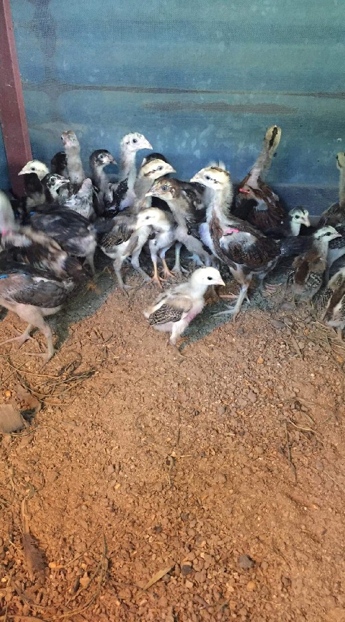 ซื้อขายไก่ชน ชาวรากหญ้า