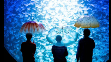 一種透明塑膠雨傘，雖然只能下雨天帶出門，但不小心遺失會想撞牆搥心肝