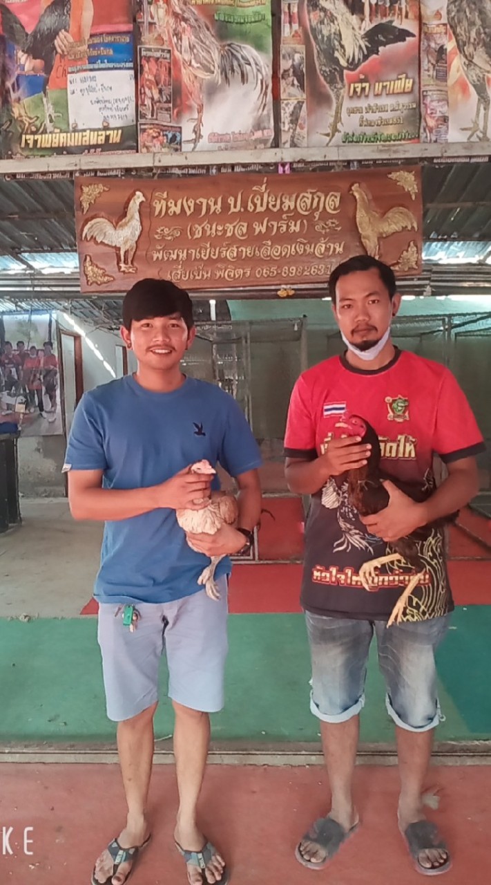 ไก่ชนเด็กเมืองลพ