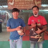 ไก่ชนเด็กเมืองลพ