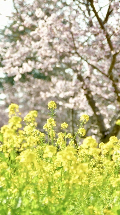 🌸茨城県南開催🐝平日ランチ部屋🍜🍝