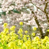 🌸茨城県南開催🐝平日ランチ部屋🍜🍝