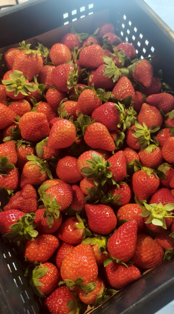 蘿拉嫡家草莓自取預定