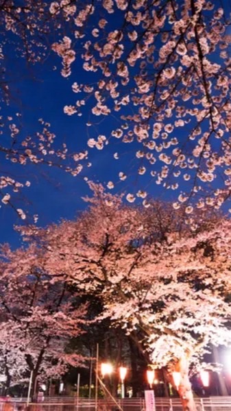 4/6（月）夜桜見物@上野恩賜公園