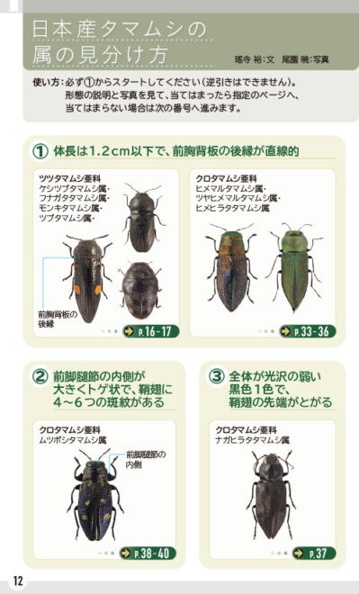 超ピンポイント!それがいい!森の宝石”日本産タマムシ”の識別に 超ピンポイント!それがいい!森の宝石”日本産タマムシ”の識別に