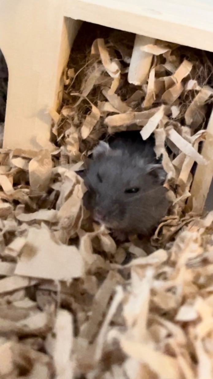 ハムスター飼ってる人おいでー