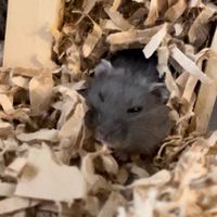ハムスター飼ってる人おいでー