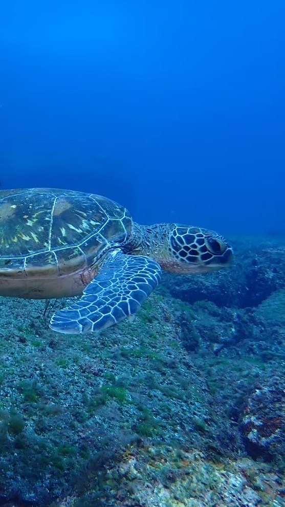 2025 Scuba Mates 新歓