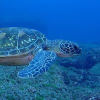 2025 Scuba Mates 新歓