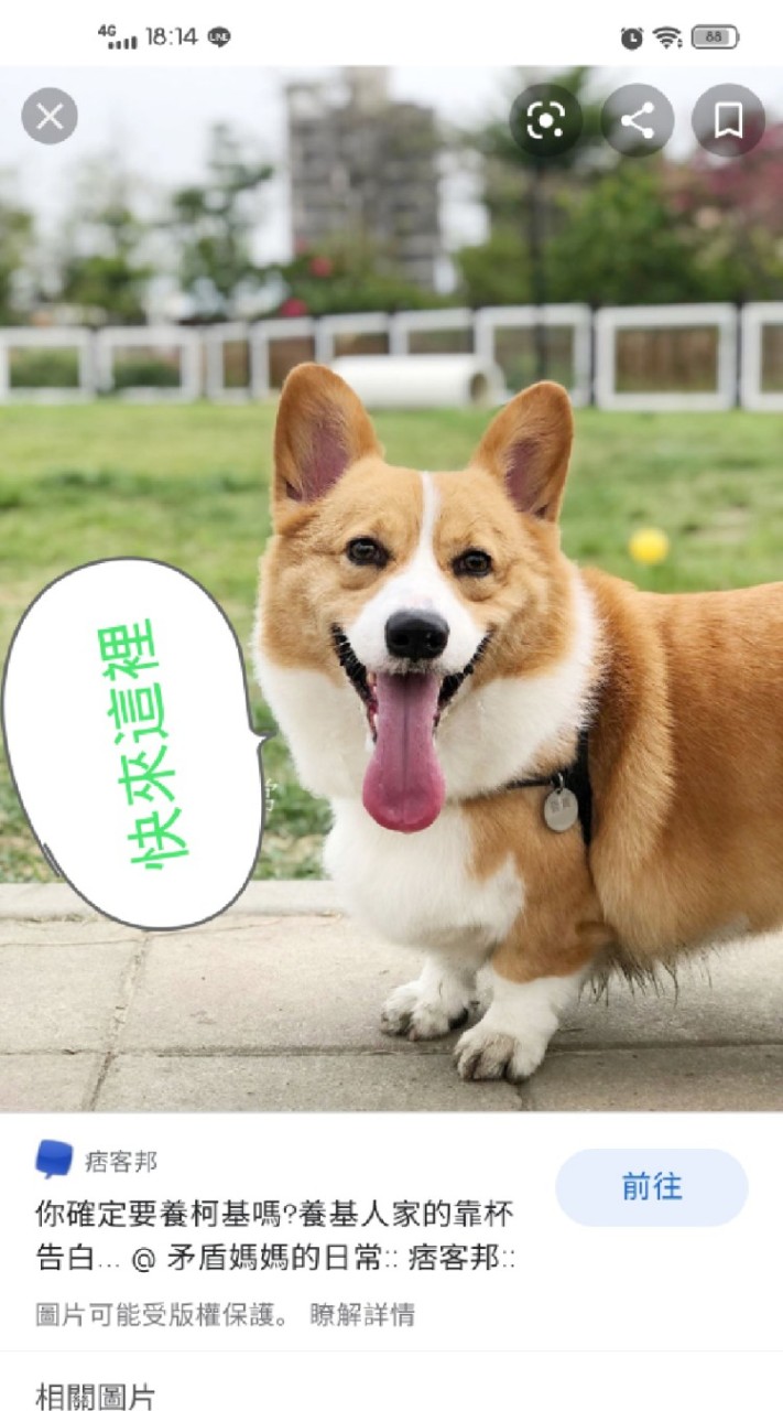 柯基真可愛有養柯基歡迎進！