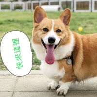 柯基真可愛有養柯基歡迎進！