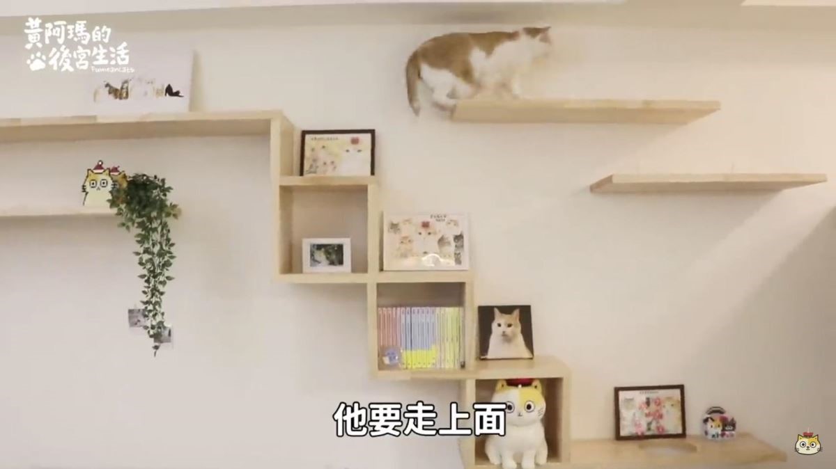 這次把貓跳台的位置往上拉高，可搭建的空間變得更寬敞，有了充裕的空間讓貓咪們奔跑。