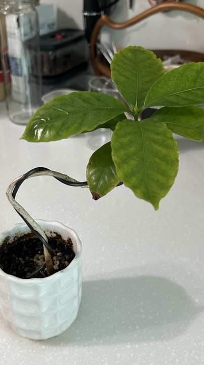 植光小室 Seed Studio