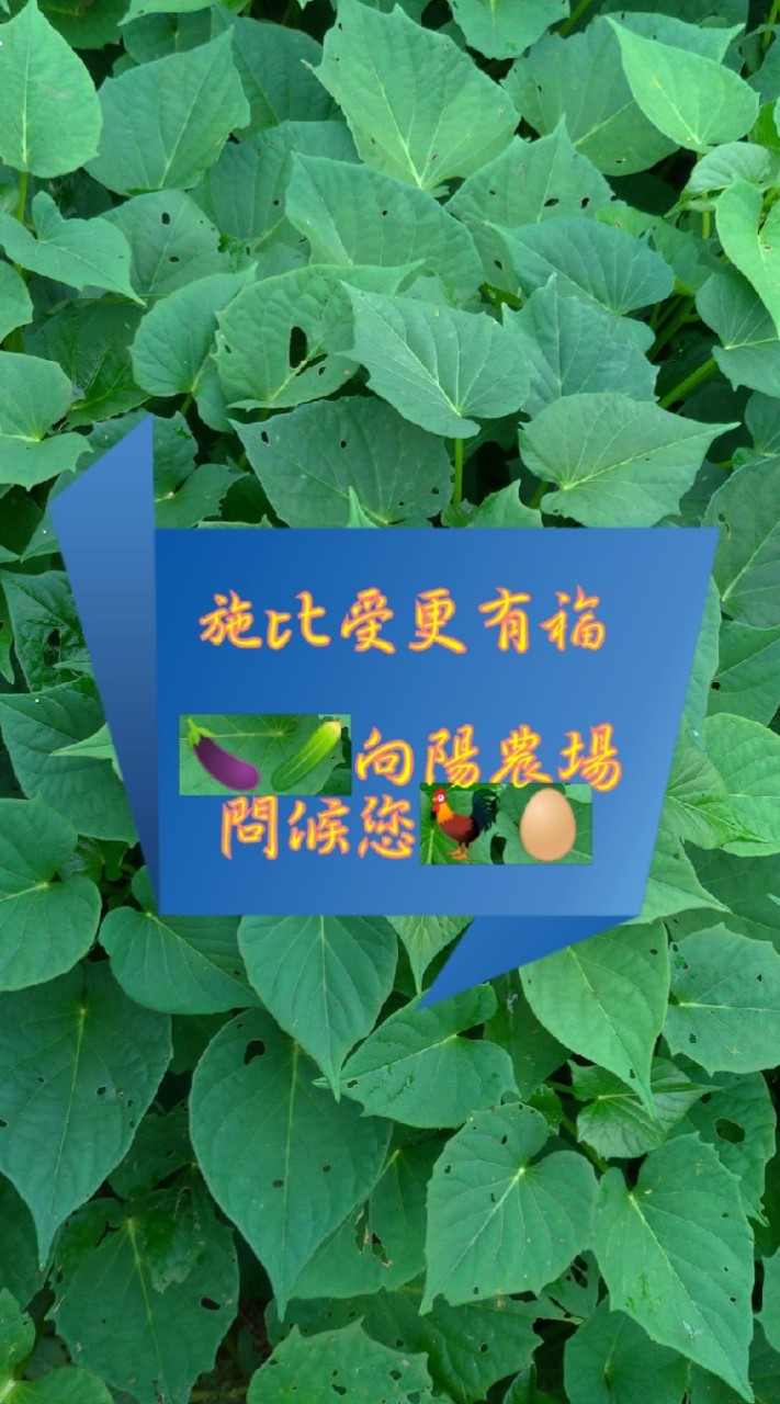 向陽農場