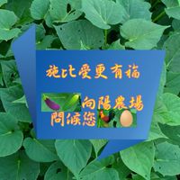 向陽農場