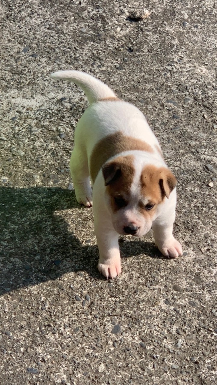 台灣犬-Formosan Dog