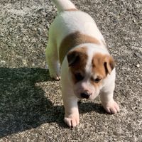 台灣犬-Formosan Dog