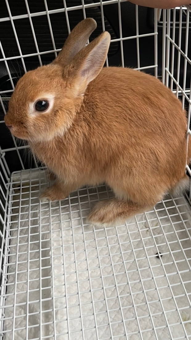 ウサギ飼ってる人集まれ〜