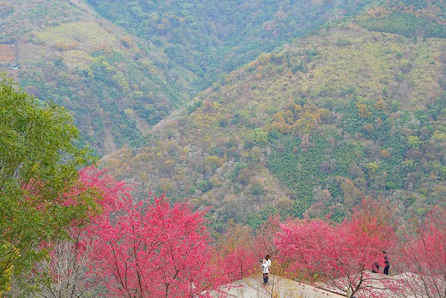 望高茶園景觀餐廳