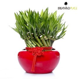 迎春納福/開運招財/開運竹旋轉型盆栽(紅盆)/